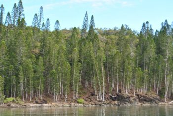 Araucariaceae  Plants of New Caledonia