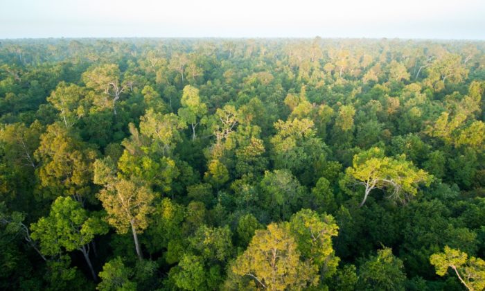 Protecting Borneo’s Peat Swamp Forests Fondation Franklinia