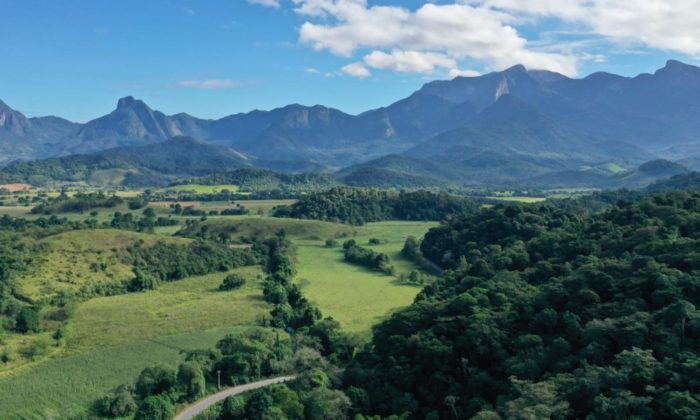 Restoring the Atlantic Rainforest in Brazil - Fondation Franklinia