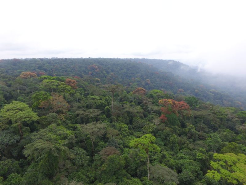 Increasing the knowledge and conservation of Atewa Forest in Ghana